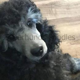 Poodle Puppies from Silberhund's Poodles