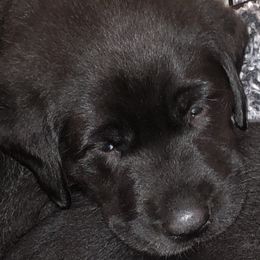 Dilute Retriever and Labrador Retriever Puppies from Winter Creek Labradors