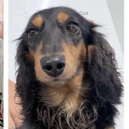 Charlotte - Dachshund
