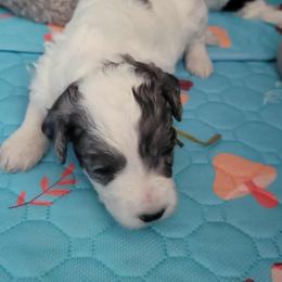 Bernedoodle Puppies from Daisy's Doodles