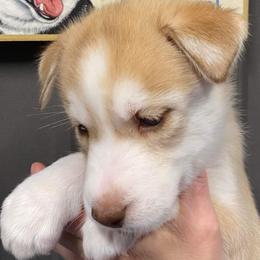 Alcina or cina  - Siberian Husky