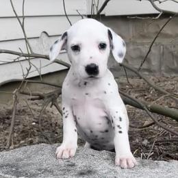 Dalmatians from Oh My Darling Dalmatians