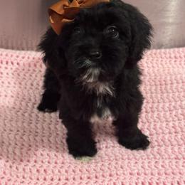 Gray - Black female Cockapoo puppy in Lancaster, Kentucky from Dream Paws Puppies, LLC