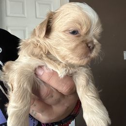 Nelly - Liver and white Shih Tzu puppy in California from Precious Shih Tzus