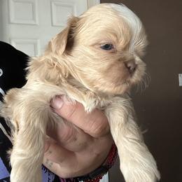Nelly - Liver and white Shih Tzu puppy in California from Precious Shih Tzus