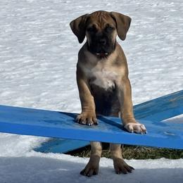 Male- Red Collar - Red male Boerboel puppy in Flemingsburg, Kentucky from Aussgardian Boerboels