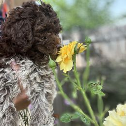 Lagotto Romagnolo Puppies from Anna’s Lagottos