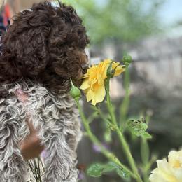 Lagotto Romagnolo Puppies from Anna’s Lagottos