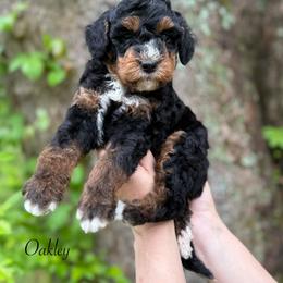 Oakley - Phantom male Bernedoodle puppy in Thornville, Ohio from Four Front Doodles & Friends