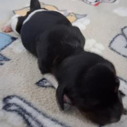 Girl 2 - Piebald female Dachshund puppy in Claremont, North Carolina from The Mini Farmhouse