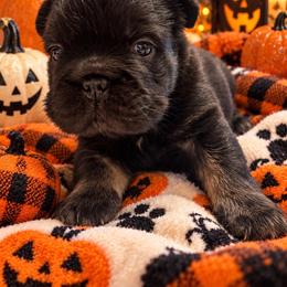Girl 1 - Black female French Bulldog puppy in Norwalk, Ohio from The Frenchie Ravine Connection LLC