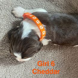 English Springer Spaniel Puppies from Picky’s Puppies