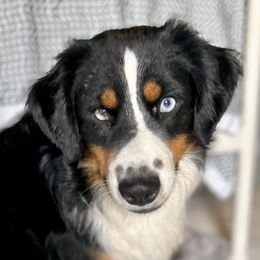 Maxwell - Miniature Australian Shepherd