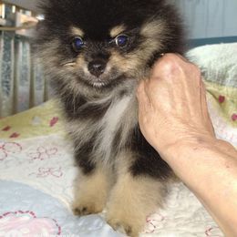Pomeranian Puppies from Gigi’s Pocket Poms