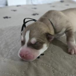 Siberian Husky Puppies from Wild and Wonderful Siberian Huskies