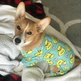 Pembroke Welsh Corgis from King’s Corgis