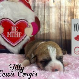 Australian Shepherd and Pembroke Welsh Corgi Puppies from Lewis Aussie’s & Corgi’s