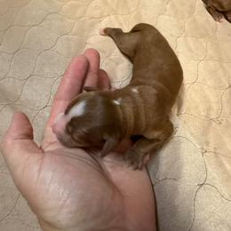 Girl 4 - Red  female Goldendoodle puppy in Ozark, Missouri from Halo Doodles