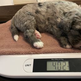 Bernedoodle Puppies from Bern'N Love Doodles