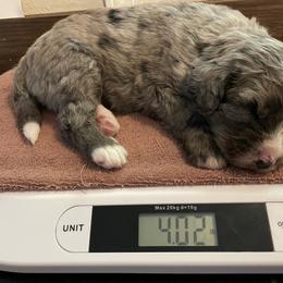 Bernedoodle Puppies from Bern'N Love Doodles