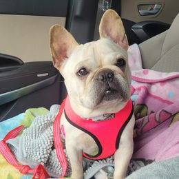 Peppa - French Bulldog