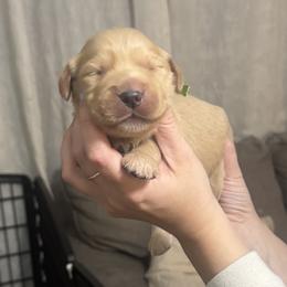 James- green - Dark golden male Golden Retriever puppy in Indianapolis, Indiana from ZuGolden Retrievers & Doodles
