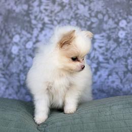 Chihuahua and Pomeranian Puppies from Luxe Paradise House of Chi