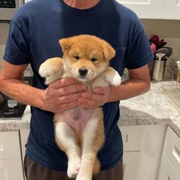 John - Red male Shiba Inu puppy in Milton, Florida from Moonlight Shibas