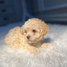 Poodle Puppies from Pawsome Poodles