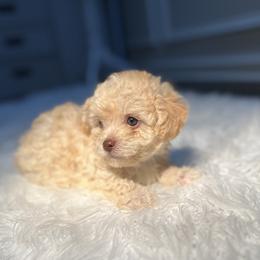 Poodle Puppies from Pawsome Poodles