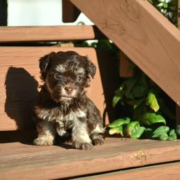 Ridoc - Chocolate male Havanese puppy in Angier, North Carolina from Hoppy Havanese