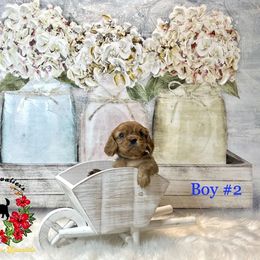 Cavalier King Charles Spaniel Puppies from Ohana Cavalier King Charles Spaniels