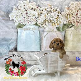 Cavalier King Charles Spaniel Puppies from Ohana Cavalier King Charles Spaniels