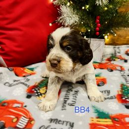 BB4 - Tri-Roan male English Springer Spaniel puppy in Britton, South Dakota from K&S Canines