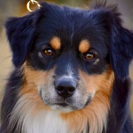 Dooku - Miniature American Shepherd