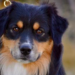 Dooku - Miniature American Shepherd