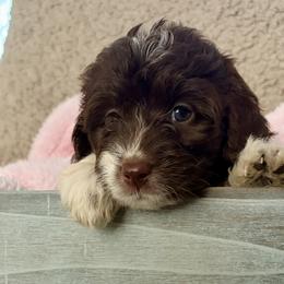 Bella - Red tri-color female Aussiedoodle puppy in Rochester, Massachusetts from Harmony Hill Doodles