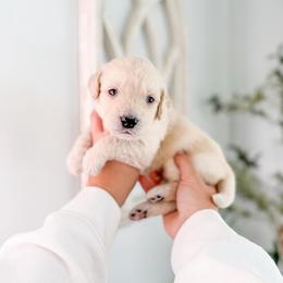 Montclair - Cream male Goldendoodle puppy in Greencastle, Indiana from Willow & Co.