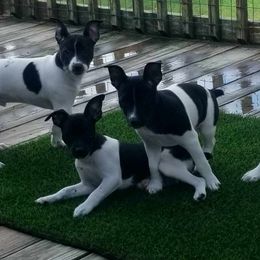 Rat Terrier Puppies from Live Wire Rat Terriers