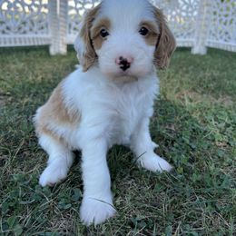 Baby Maize - Parti female Goldendoodle puppy in Ottawa, Ohio from Simply Beautiful Goldendoodles