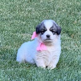 Miss Pink - White and badger female Great Pyrenees puppy in Idaho from Portneuf Range Pyrenees