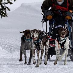"Cedar- competitive snow & dryland mushing " German Shorthaired Pointer All Grown Up from Kuhl Palmer Kennels