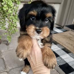 Firework - male Double Doodle puppy in Superior, Arizona from Mountain Bridge Doodles