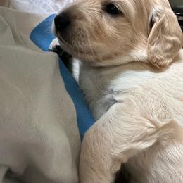 Girl 2 - Cream female Goldendoodle puppy in Gig Harbor, Washington from Sandy’s Goldendoodles
