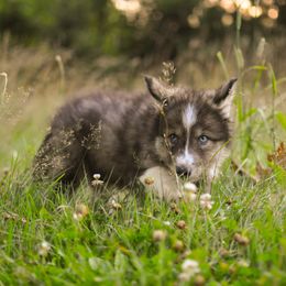 Dbaadendiziwim Ma'iingan - female Native American Indian Dog puppy in Brimfield, Massachusetts from Seven Sisters Canids