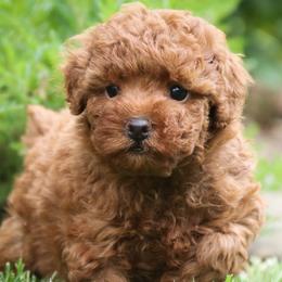 Phyllis - Poodle puppy from Perfect Match Poodles