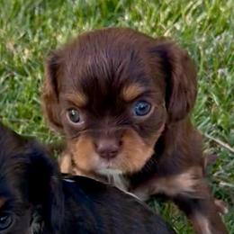ODETTE - Chocolate female Cavalier King Charles Spaniel puppy in Draper, Utah from Peaks Pups — Exceptional by Nature. Raised with Purpose.