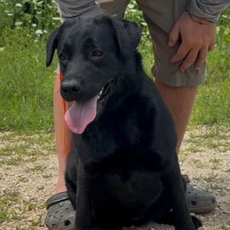 Runtie - Black female Labrador Retriever puppy in Viroqua, Wisconsin from Riverine Retrievers