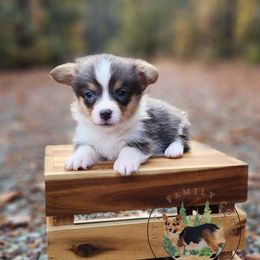 Salem - Gray and white female American Corgi puppy in Cameron, North Carolina from Butts Family Corgis