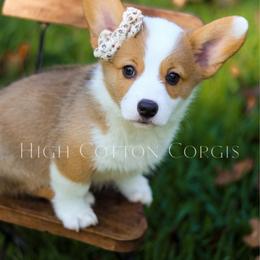 Magdalene (Maggie) - White and red female Pembroke Welsh Corgi puppy in Benton, Arkansas from High Cotton Corgis